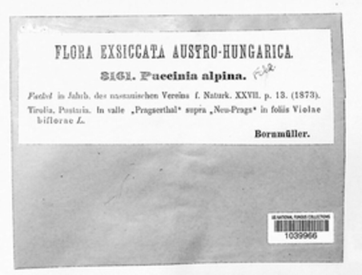 Puccinia alpina image